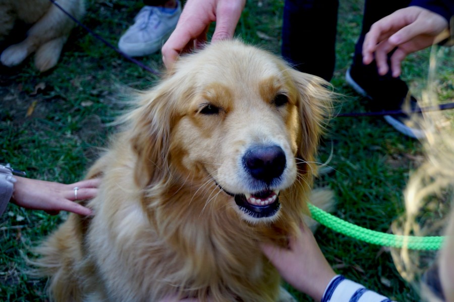 Hands petting golden retriever